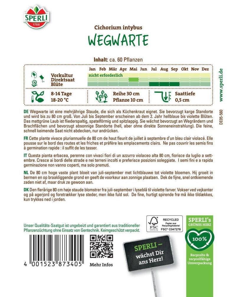  Wegwarte, Heilpflanze Und Bienenfutterpflanze, Mehrjährig, Nützlingsfreundlich