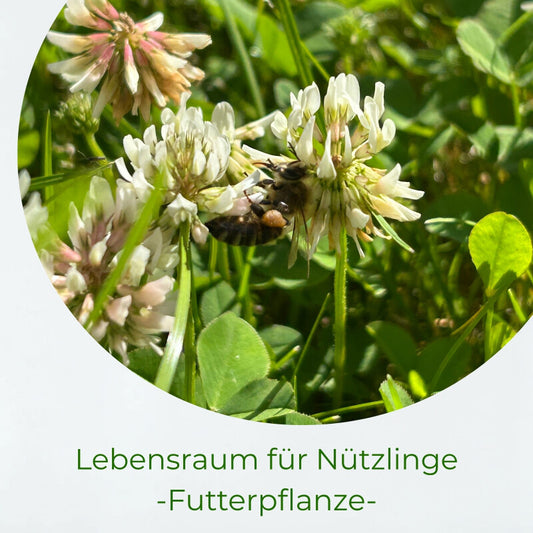  Samenshop24®Weißer Steinklee (Bokharaklee), Melilotus Alba, Inhalt: 1kg