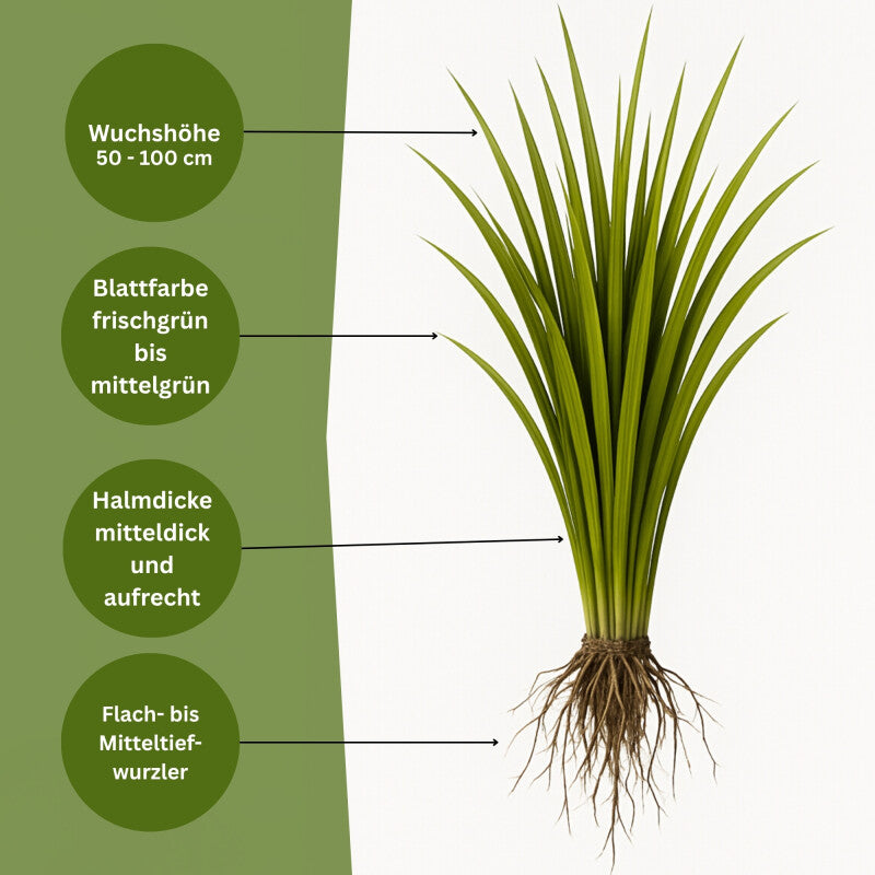  Samenshop24® Wiesenlieschgras Phleum Pratense | 1 Kg Für Ca. 660 M² | Ausdauerndes Ganzjähriges Gras
