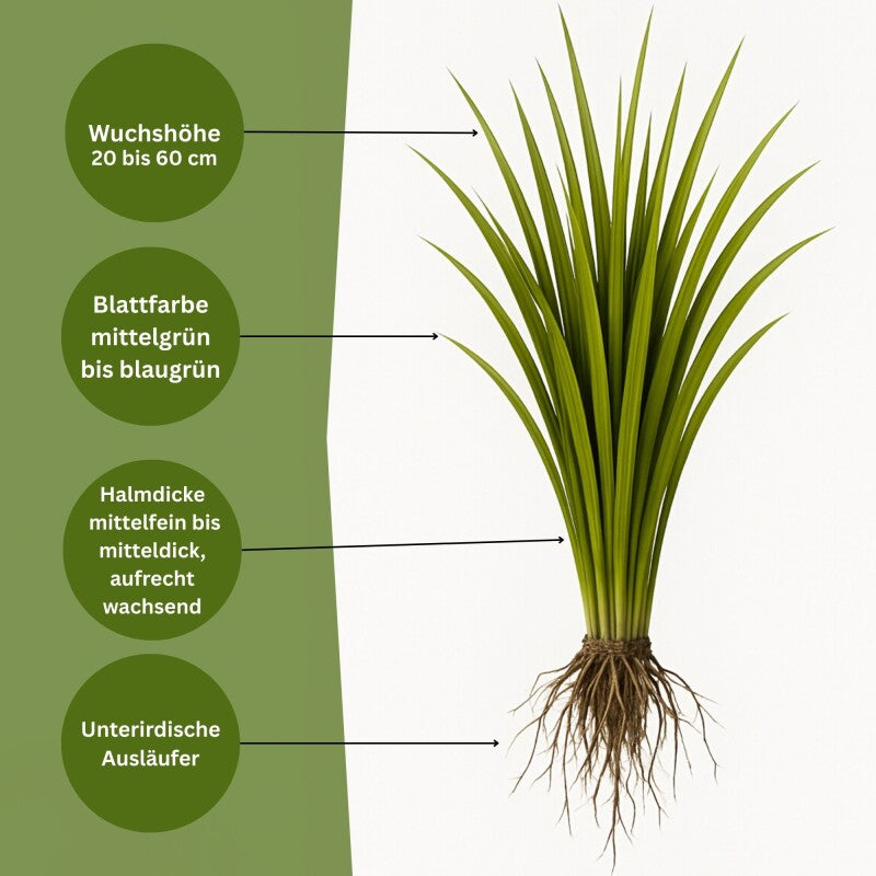  Samenshop24® Wiesenrispe Poa Pratensis , Inhalt: 1kg, Belastbar Mit Guter Hitzeverträglichkeit