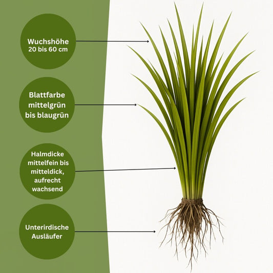  Samenshop24® Wiesenrispe Poa Pratensis , Inhalt: 1kg, Belastbar Mit Guter Hitzeverträglichkeit