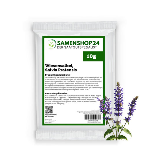  Wiesensalbei, Salvia Pratensis, Inhalt: 10g (für 10 M²)