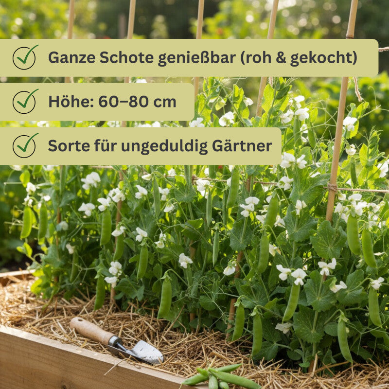  Zuckererbsen Norli, Inhalt 125gr. Für Ca. 15 Lfd. Mtr.